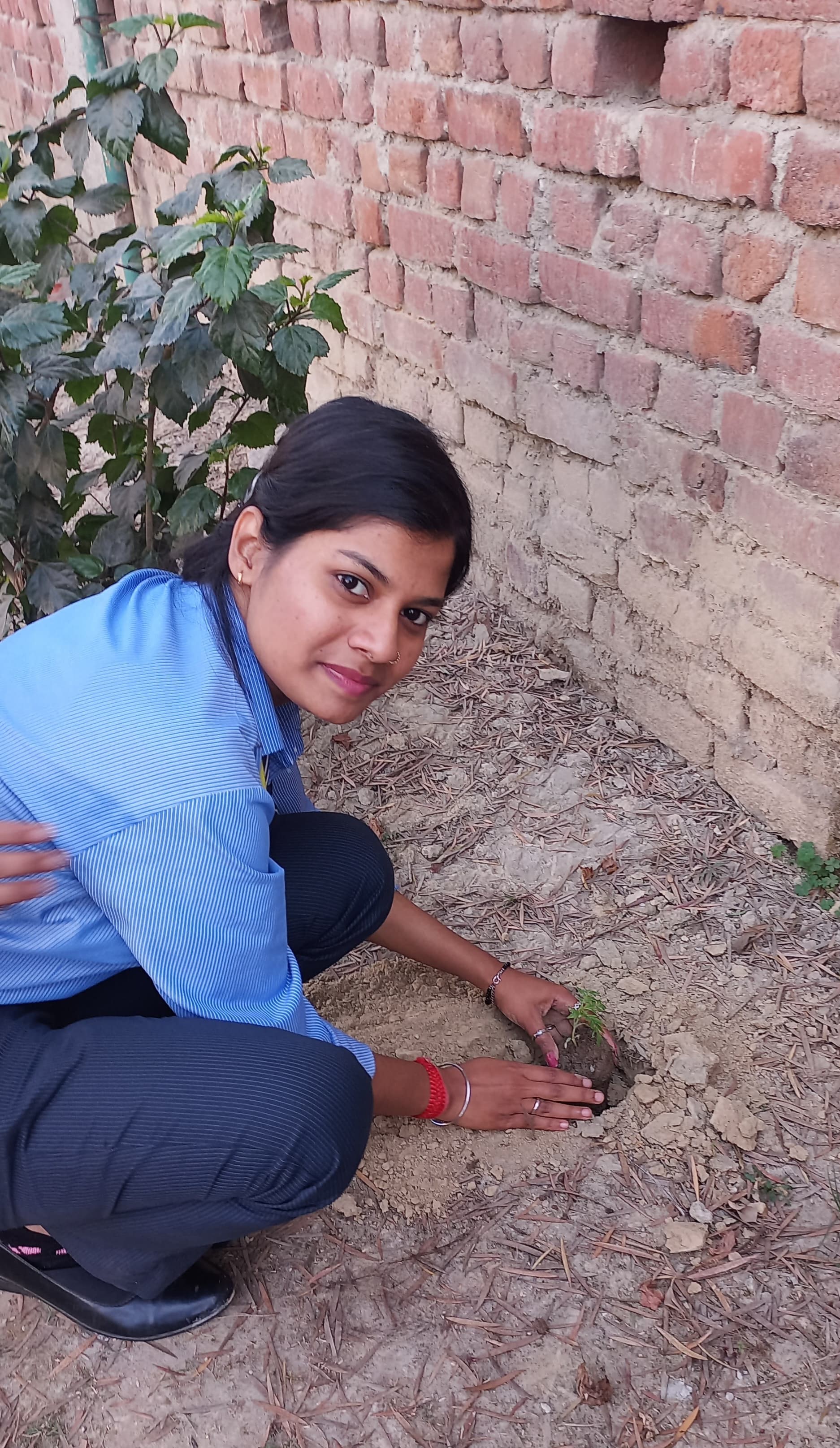 Plantation Activity